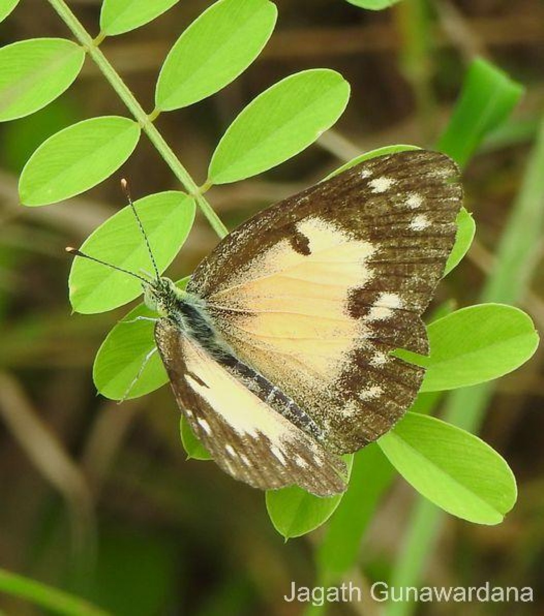 Colotis amata Fabricius, 1775